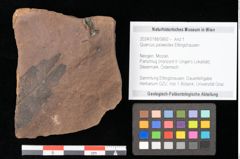 Foto (Objekt + Etikett) von Quercus palaeoilex Ettingshausen (NHMW-GEO-2024-0188-0892)